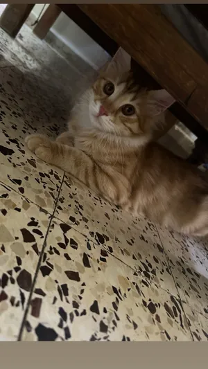 ‏شيرازي‏3
