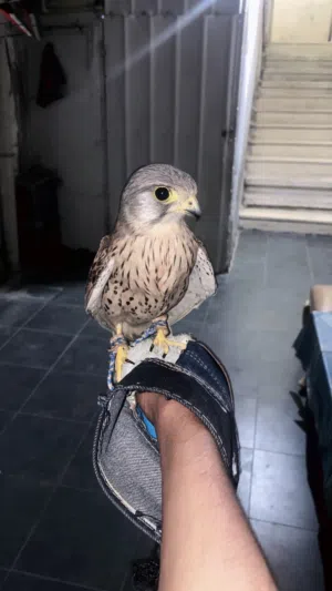 Kestrel flacon