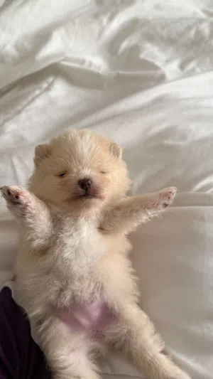 Puppy pomeranian