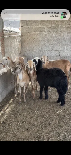 جعد من الحلال السوداني