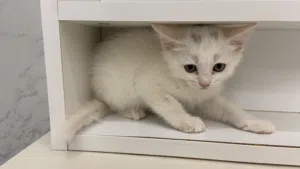 Persion kitten