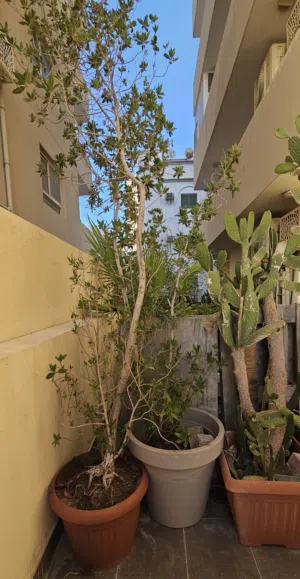 Tall plants 10BD
