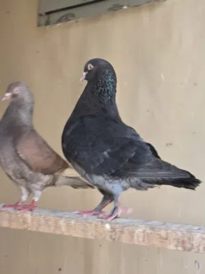 حمام المدينة زوج مع أولادهم