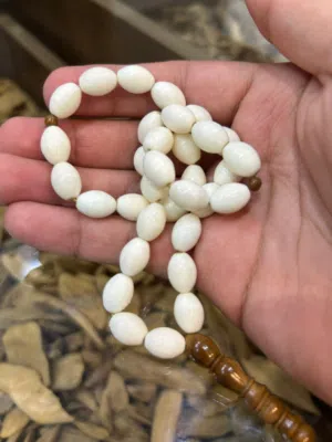 سبح عظم جمل أصلي