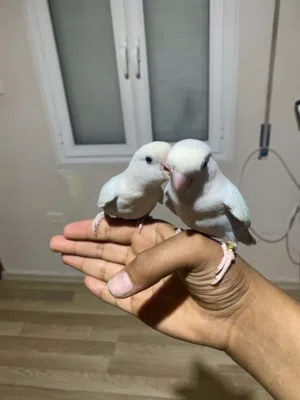 كوبيه روز مروضه فل