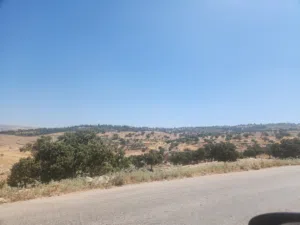Residential Land for Sale in Amman Bilal