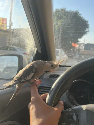 كوكتيل فرنساوي