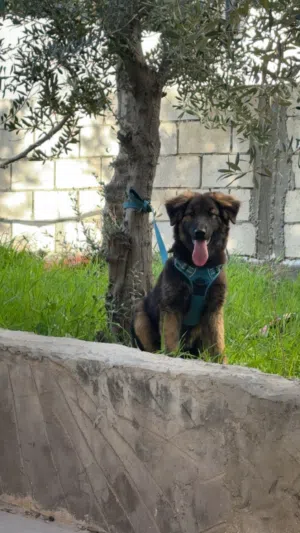 كلب جيرمن للبيع المستعجل التواص واتس ومكالمات فقط