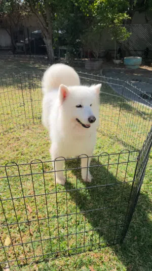Samoyed. Male, Ukraine Origin. 2.5 yr old