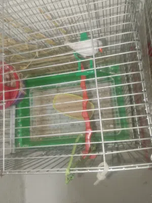 روز وحب وجنه وكنار