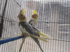 فحلين كوكتيل