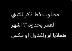 مطلوب قط ذكر للتبني