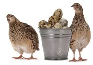 بيض فري سوبر جامبو