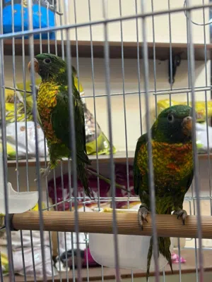 يتوفر ببغاء لوري اوليفا.  اليف ميه ميه