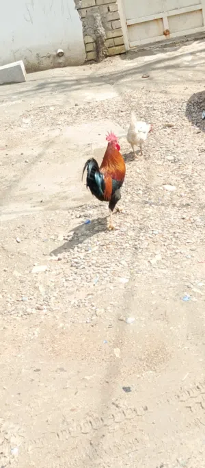 ديك عرب من بغداد ابو دشير