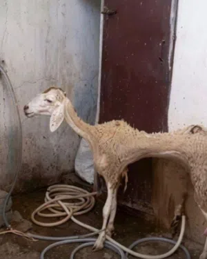 ماعز اوربي سلاله  ممتازه داخل سباقات لغير الجادين فقط + ماوس وكيبورد