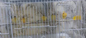 فراخ كناري