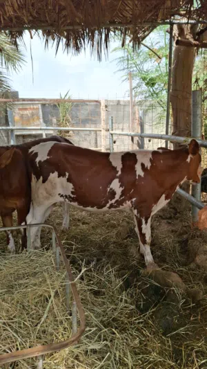 بيع ثيران جمله 5