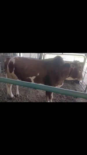 ثور عماني للبيع