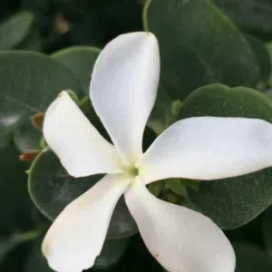 Ahmed 