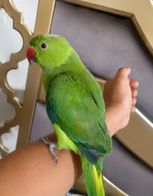 دره للبيع او مراوس