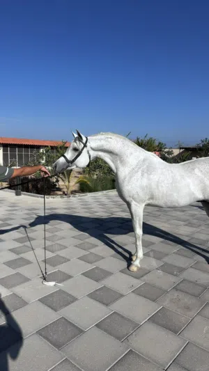 حصان جمال عربي