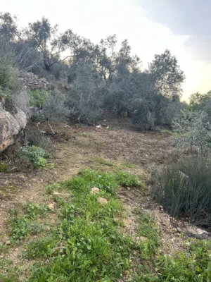 Residential Land for Sale in Tulkarm Ramin