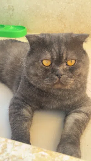قط ذكر للتزاوج ، male cat for mating