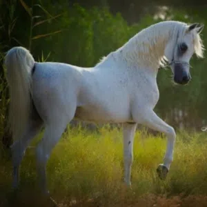 البريمي دار عيني 