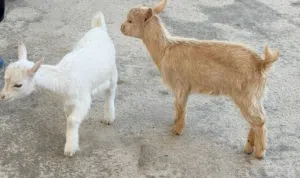 ماعز تشيكي للبيع