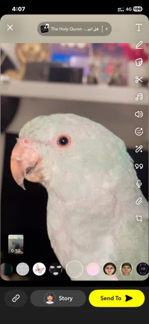 Blue ringneck parrot 6,,7 months