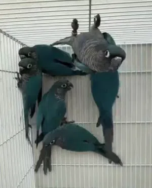 conure كنور