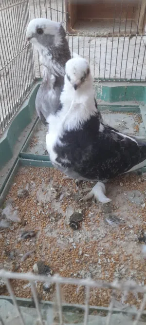 سلام عليكم متاح بفضل الله كوبيا مصري الكوبيا ربي يبارك ونتايه فرادي طير صحه ربي يبارك