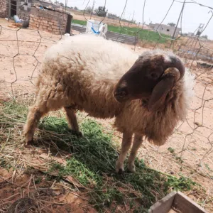 خروف ربي ايبارك للبيع كاش ولا بطاقه