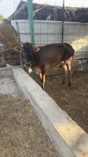 ابقار عمانيات
