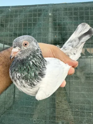 للبيع طيور باكستانية  اقرا الوصف