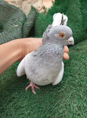 فحول اقرا الوصف