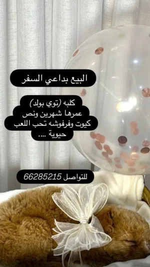 كلبه للبيع لداعي السفر للخارج