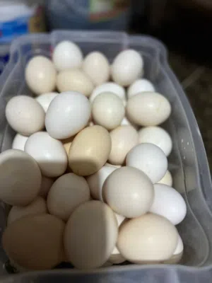 بيض دجاج بلدي وبيض دجاج اللوهمان للبيع