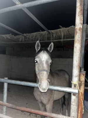 مهر محجن للبيع