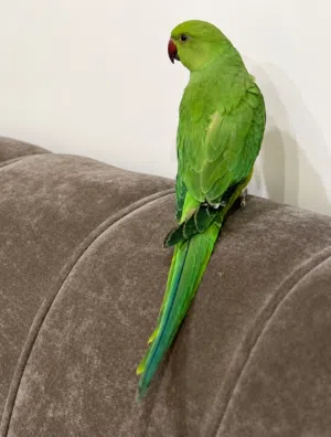 ببغاء ذره افريقي