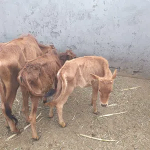 للبيع عجلين و عجله