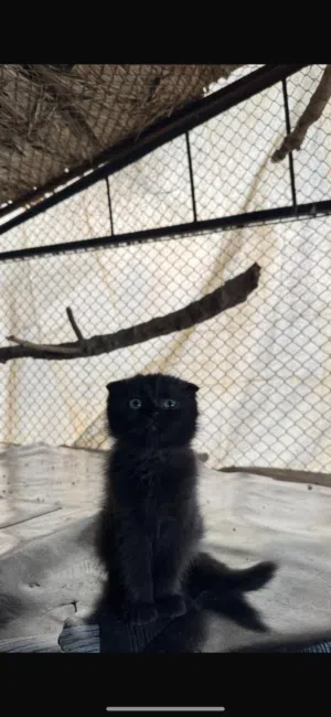 قطط للبيع سكوتش فولد