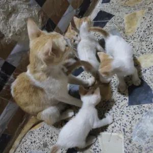 قطط شارع 4 صغار عمرهن 3 اسابيع وي الام للتبني