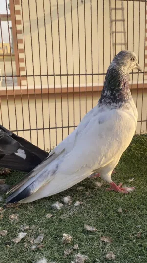 حمام باكستاني