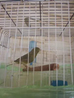 السلام عليكم متاح كوبيا كناري الله يبارك ذكر شريانه نتايه لفه زي موضح في الصوره