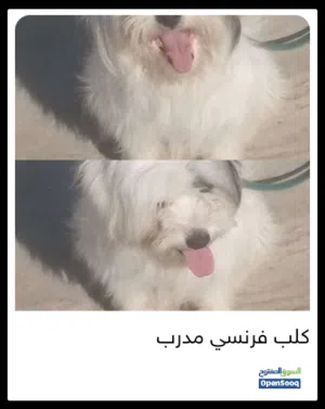 ذكر فرنش للبدل