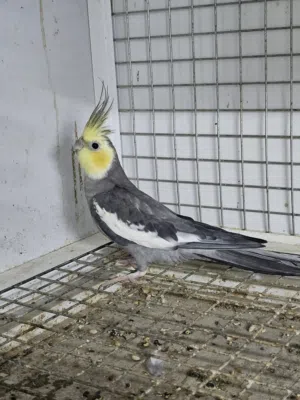 زوج كوكاتيل باستيل فيس منتج للبيع