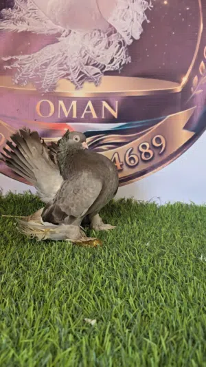 اللبيع
زواج كريجو