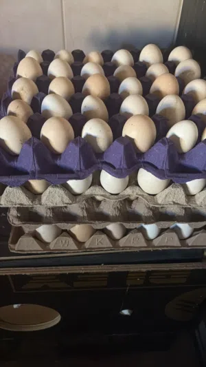 بيض للبيع - بحرين / فرنسي